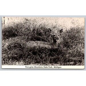 Vintage Postcard Porcupine Mountains MI State Park Fawn Deer Real Photo RPPC EKC